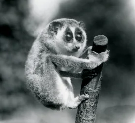 Um Loris delgado segurando no final de uma filial, zoológico de Londres, agosto de 1926