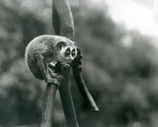 Um delgado Loris olhando para baixo em um galho, zoológico de Londres, agosto de 1926