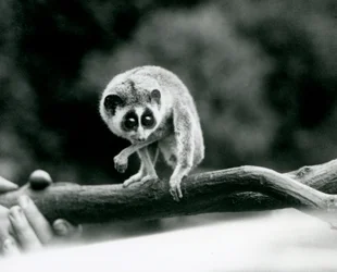 Um Delgado Loris olhando para baixo de um galho que é mantido em mãos de guardadores, Zoológico de Londres, em agosto de 1926