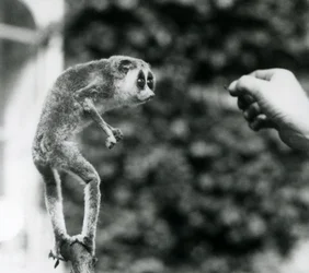 A Delgado Loris em pé em um galho, olhando para uma mão de guardiões como é oferecido uma larva de farinha, Zoológico de Londres, de agosto de 1926