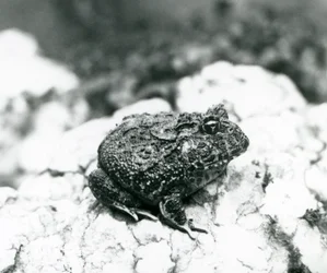 Um sapo com chifres sul-americanos sentado numa rocha, Jardim Zoológico de Londres, Agosto de 1928 (foto a p/b)