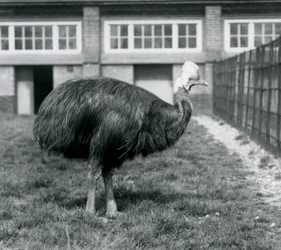 Cassowary do sul no zoológico de Londres em junho de 1925