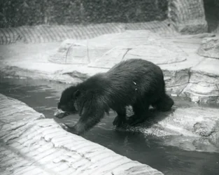 Um urso de óculos ou andino cruza um riacho dentro de seu recinto no zoológico de Londres, em julho de 1925