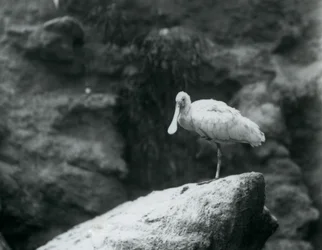 Um, spoonbill, ficar, ligado, um, rocha, em, jardim zoológico londres, em, setembro, 1927