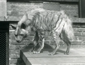 Uma Hyaena listrada em pé em uma plataforma em seu recinto no Zoológico de Londres, em junho de 1925