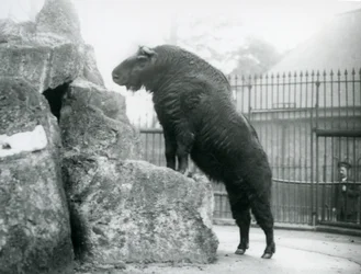 Um Takin, também conhecido como um bode Gnu ou camurça, em pé com as pernas da frente descansando sobre uma rocha, no Zoológico de Londres.