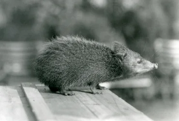 Um Tenrec no Jardim Zoológico de Londres em 1929 (foto a p/b)