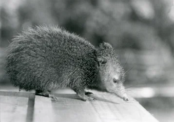 Um Tenrec no Jardim Zoológico de Londres em 1929 (foto a p/b)