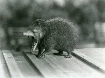 Um Tenrec com a boca aberta, mostrando a sua larga marcha e dentes afiados, Jardim Zoológico de Londres