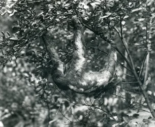 Uma preguiça Três-toed que pendura de um ramo frondoso no jardim zoológico de Londres. Agosto de 1920