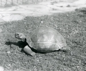 Uma Tartaruga de pé na relva no Jardim Zoológico de Londres em 1926 (foto a p/b)