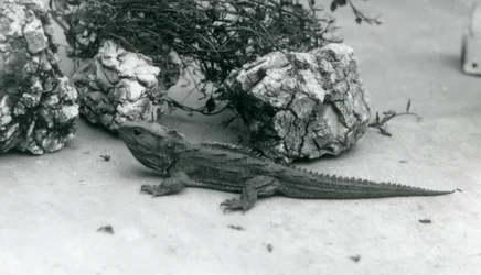 Um Tuatara no Zoológico de Londres em 1927