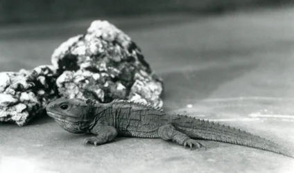 Uma Tuatara, deitada em frente a uma rocha, no Jardim Zoológico de Londres em 1928 (foto a p/b)