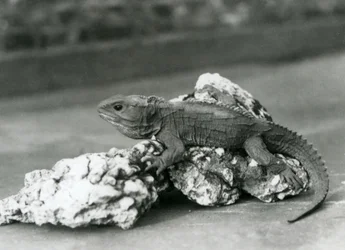Um tuatara deitado sobre uma rocha no Jardim Zoológico de Londres em 1929