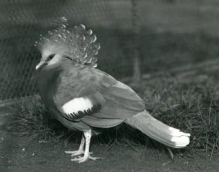Um, victorian, coroado, pombo, ficar, ligado, chão, em, jardim zoológico londres, em, setembro, 1927