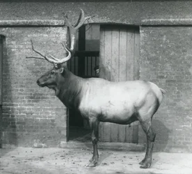Um cervo WapitiElk em pé em seu recinto no Zoológico de Londres em setembro de 1927