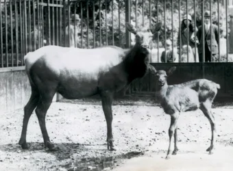 Um Wapiti/Elk com o seu bumbum no seu paddock com os visitantes a olhar através dos bares, no Jardim Zoológico de Londres