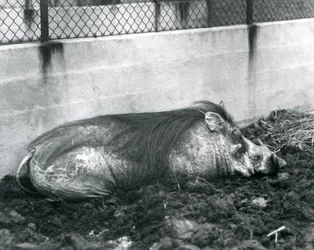 Um Warthog dormindo na lama, Jardim Zoológico de Londres, julho de 1927 (foto a p/b)