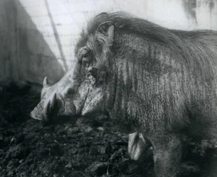 Wathog em pé na lama, zoológico de Londres, 1927
