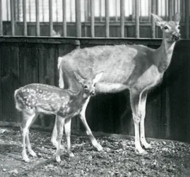 Uma fêmea de veado-de-cauda-branca da Virgínia com a sua cria no Jardim Zoológico de Londres em agosto de 1927