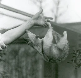 Um jovem tamanduá-do-norte agarra-se aos dedos do tratador com a cauda preênsil enquanto tenta agarrar-lhe o braço, Jardim Zoológico de Londres, abril de 1925