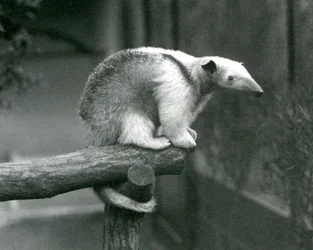 Um jovem tamanduá-do-norte sentado na extremidade de um ramo e agarrado com a cauda preênsil, Jardim Zoológico de Londres, 24 de abril de 1925