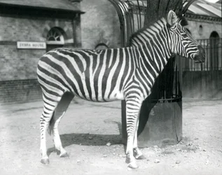 Uma Zebra fica no paddock no exterior da Zebra House no Zoo de Londres em 1925 (foto a p/b)