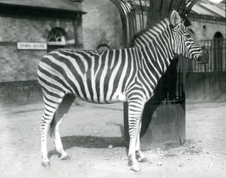 Uma zebra fica no paddock do lado de fora da Zebra House no London Zoo em 1925