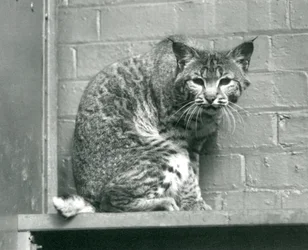 Um lince de lince olhando para baixo de uma saliência, em que está sentado, em seu recinto, o zoológico de Londres, em março de 1925