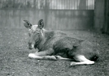 Um touro ElkMoose, mostrando as cicatrizes de suas galhadas recém-galhadas, deitadas no zoológico de Londres, em janeiro de 1926