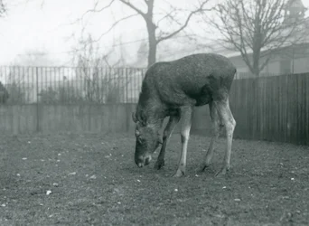 Um alce macho está no seu recinto e inclina-se para a relva, Jardim Zoológico de Londres, janeiro de 1926