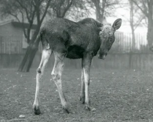 Um touro ElkMoose, com feridas de galhadas recém-galhadas, em pé no zoológico de Londres, janeiro de 1926