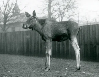 Um touro ElkMoose, com feridas de galhadas recém-galhadas, em pé no zoológico de Londres, janeiro de 1926
