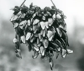 Um aglomerado de cracas de pescoço de pescoço de pescoço de pescoço gordo pelágico sendo suspenso fora d&39;água em uma corda, zoológico de Londres, março de 1925