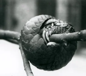 Um Pangolin chinês criticamente em perigo descansando, enrolado em torno de um galho horizontal, Zoológico de Londres, pré-1930