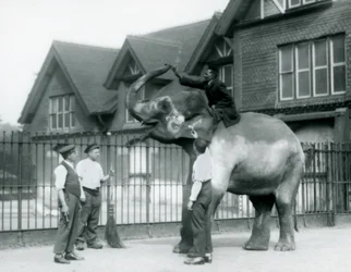 Um elefante indiano decorado, com três tratadores e treinador, do lado de fora da casa dos elefantes no zoológico de Londres em 1927