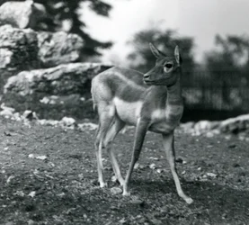Um Blackbuck fêmea no zoológico de Londres em 1924