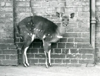 Um cabo fêmea BushbuckImbabala que está de encontro a uma parede no jardim zoológico de Londres em outubro de 1927.