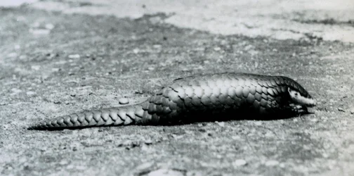 Um pangolim chinês no zoológico de Londres em agosto de 1925