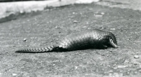 Um pangolim chinês no zoológico de Londres em agosto de 1925