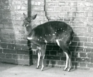 Uma fêmea ImbabalaCape Bushbuck de pé contra uma parede no Zoológico de Londres, 6 de outubro de 1927