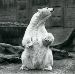 Um, femininas, urso polar, sentando, ligado, dela, havelhas, ligado, a, Mappin, terraços, em, jardim zoológico londres, em, setembro, 1928