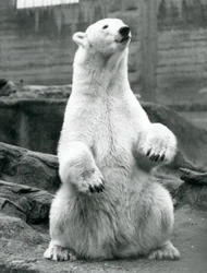 Um, femininas, urso polar, sentando, ligado, dela, havelhas, ligado, a, Mappin, terraços, em, jardim zoológico londres, em, setembro, 1928
