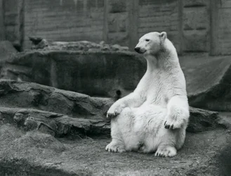 Um, femininas, urso polar, sentando, ligado, dela, havelhas, ligado, a, Mappin, terraços, em, jardim zoológico londres, em, setembro, 1928