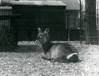Uma fêmea Waterbuck, Kobus ellipsiprymnus, sentada em seu recinto no zoológico de Londres, em junho de 1924