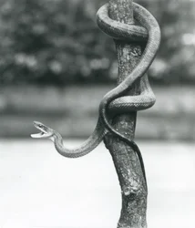 Uma cobra-rato do Texas de boca aberta, enrolada num ramo vertical no Jardim Zoológico de Londres em agosto de 1928