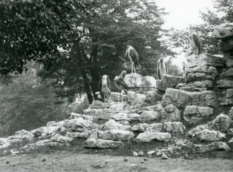 Um grupo de cinco marabus em rochas no recinto dos antílopes do Zoo de Londres em 1928
