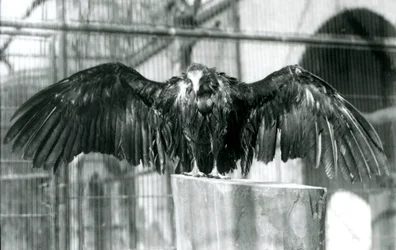 Um abutre de capuz, em pé num tronco com asas estendidas, a desfrutar de um duche de Abril no Jardim Zoológico de Londres, antes de 1930 (foto a p/b)