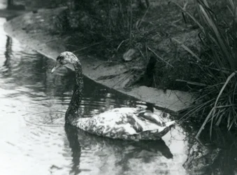 Um cisne híbrido, Mute x Black, nadando em uma lagoa no zoológico de Londres em 1927