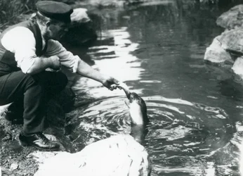 Um tratador alimentando peixes com um jovem selo encapuzado em sua piscina no Zoológico de Londres, em junho de 1914